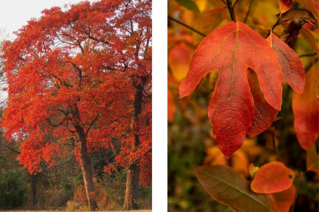 Spectacular Fall Tree The Top 10 Most Spectacular Trees for Fall Foliage – That Plant That Zen