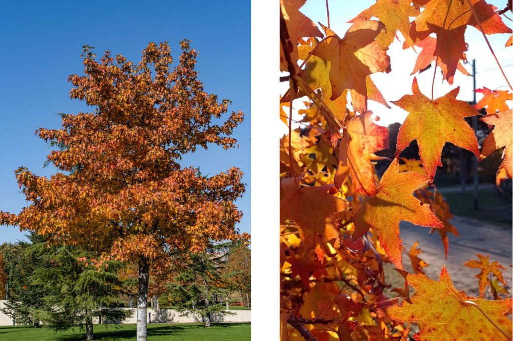 Spectacular Fall Tree The Top 10 Most Spectacular Trees for Fall Foliage – That Plant That Zen